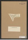 Diatomeae indet. Zeichnungen Sammlung Grunow Nr. 7564 (NHMW-BOT-W0376712)